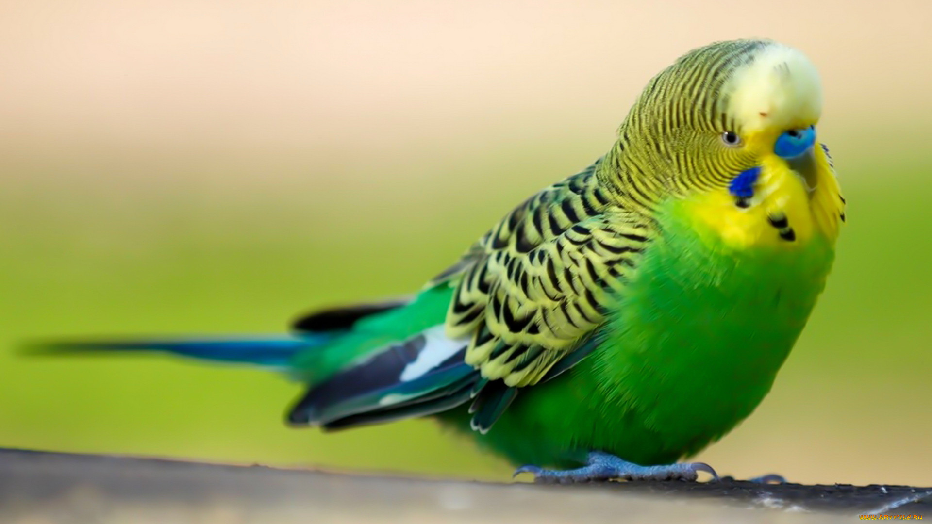 Волнистый попугай фото. Пинто волнистый попугай. Волнистые попугайчики зеленого цвета. Волнистый попугайчик Гоша. Звуки попугаев.